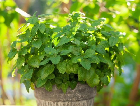 Balm 'Lemon' 4" Pot