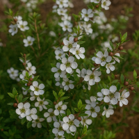 Leptospermum 'Shore Tuff' Tea Tree 6" Pot
