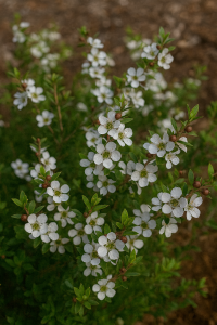 Leptospermum ‘Shore Tuff’ Tea Tree 6” Pot