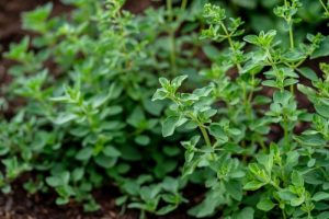 Marjoram 'Sweet'