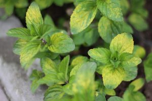 Mint 'Ginger' 4" Pot