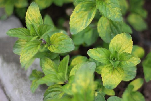 Mint 'Ginger' 4" Pot