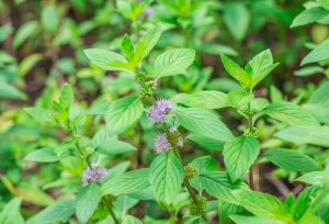 Mint 'Pennyroyal' 4" Pot