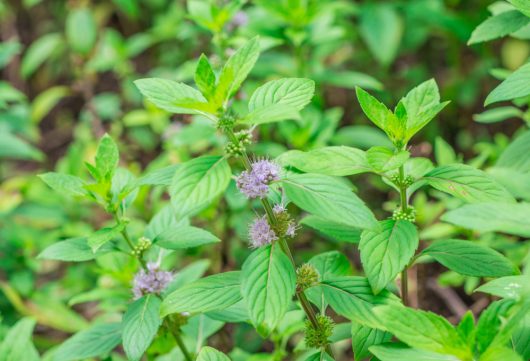Mint 'Pennyroyal' 4" Pot