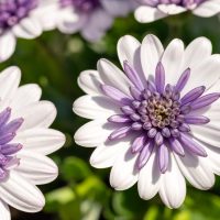 Osteospermum '3D Steel Blue™' African Daisy 6" Pot