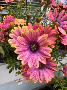 Osteospermum 'Pink Sun' African Daisy 6" Pot