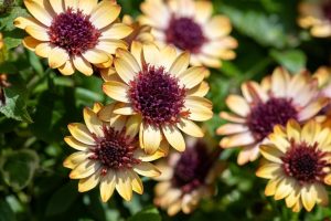 Osteospermum 'Banana Shake' African Daisy 6" Pot