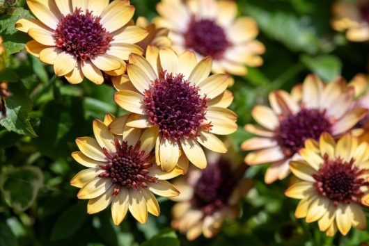Osteospermum 'Banana Shake' African Daisy 6" Pot Growers Flash Sale!