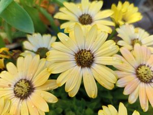 Osteospermum 'Serenity™ Lemonade' African Daisy