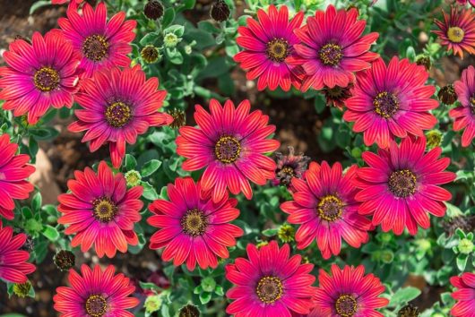 Osteospermum 'Zion Red' African Daisy 6" Pot