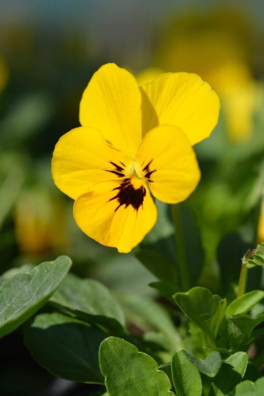 Pansy 'Yellow' 4" Pot