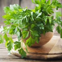 Parsley 'Italian Flat-Leaf' 4" Pot