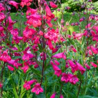 Penstemon 'Firebird' 4" Pot