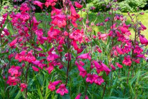 Penstemon 'Firebird'