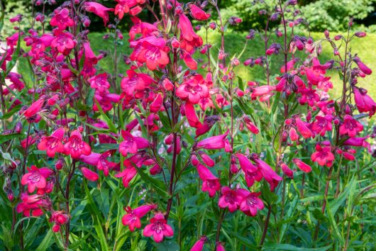 Penstemon 'Firebird'