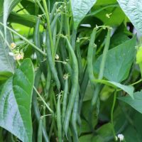 Phaseolus 'French Green Beans' Dwarf 4" Pot