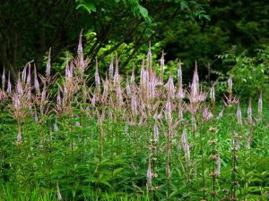 Veronicastrum 'Coen Jansen' 6″ Pot