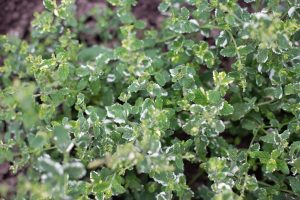 Mint 'Apple Variegated' 4" Pot