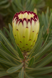 Protea 'Limelight' 6" Pot