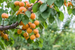 Prunus 'Storey' Apricot