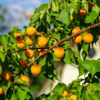 Prunus 'Trevatt' Apricot (Bare Root)