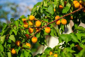Prunus 'Trevatt' Apricot (Bare Root)
