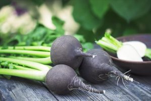 Radish 'Spanish Black' 4" Pot