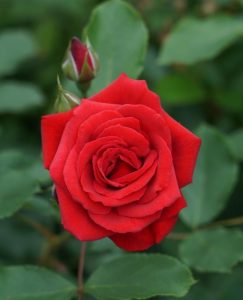 Rose 'Courage™' Bush Form