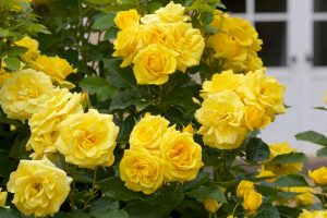 Rose 'Always an Angel™' Bush Form