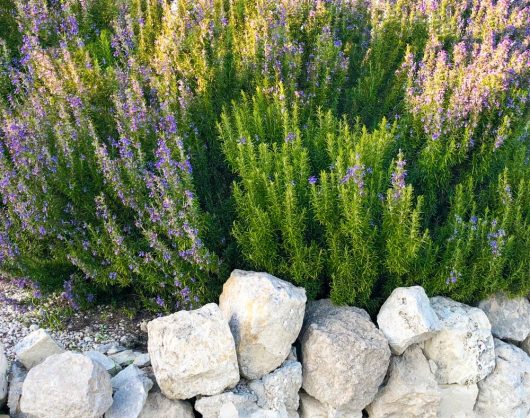 Rosmarinus 'Blue Lagoon' Rosemary 10" Pot