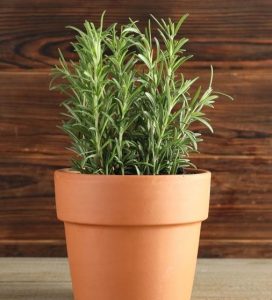 Rosmarinus 'Common Rosemary' 7" Pot