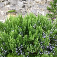 Rosmarinus 'Tuscan Blue' Rosemary 6" Pot