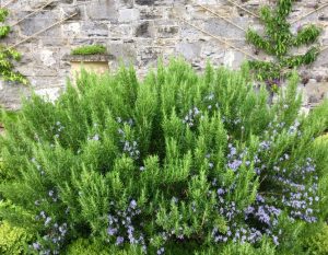 Rosmarinus 'Tuscan Blue' Rosemary 12" Pot