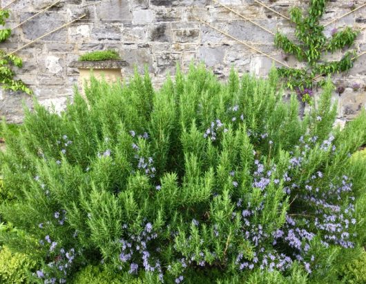 Rosmarinus 'Tuscan Blue' Rosemary 6" Pot