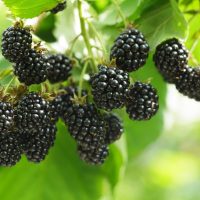 Rubus 'Chester' Blackberry 2L