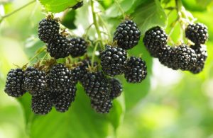 Rubus 'Chester' Blackberry 2L