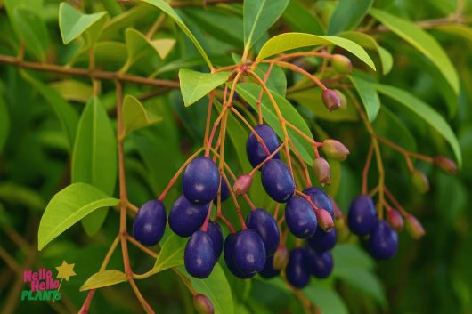 Syzygium oleosum 'Tucker Bush Blue Lilly Pilly' 7" Pot