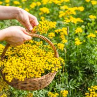Tansy 4" Pot