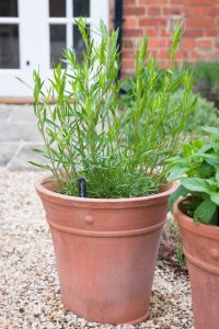 Tarragon 'Winter' 4" Pot