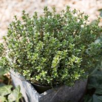 Thymus 'Lemon Thyme' 6" Pot
