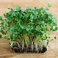 Watercress 4" Pot