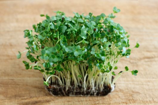Watercress 4" Pot