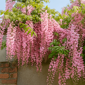 Wisteria carnea 'Pale Pink Wisteria' 6" Pot