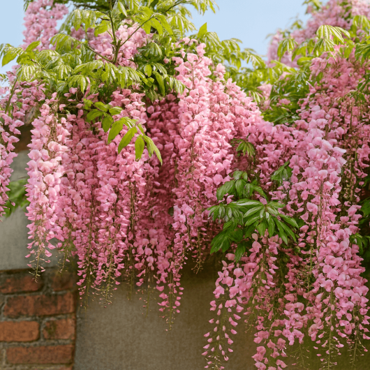 Wisteria carnea 'Pale Pink Wisteria' 13" Pot