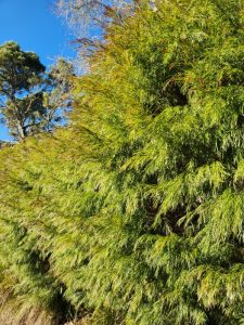 Acacia 'Copper Tips' 8" Pot