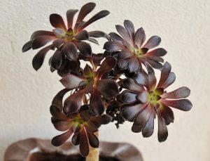Aeonium arboreum atropurpureum Schwarzkopf 8" Pot