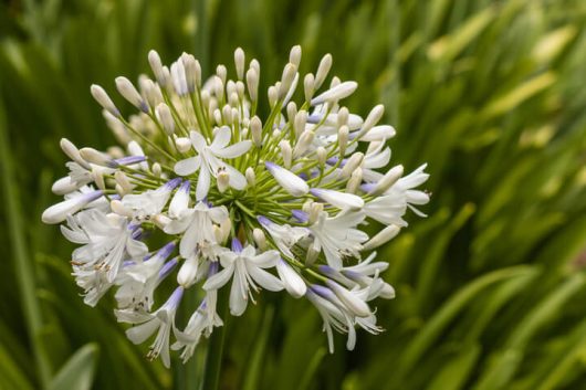Agapanthus ‘Maddison’ 6" Pot