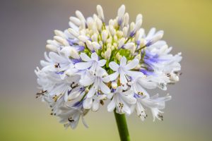 Agapanthus 'Maxsie™'