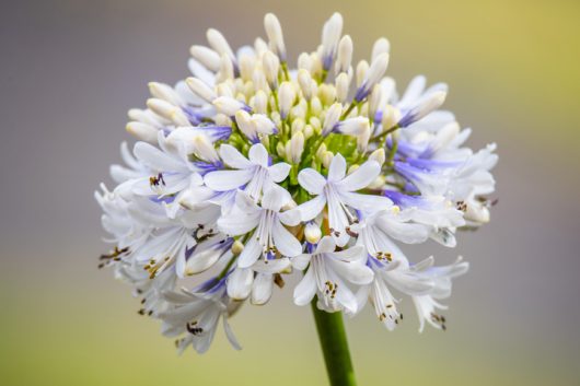 Agapanthus 'Maxsie™'