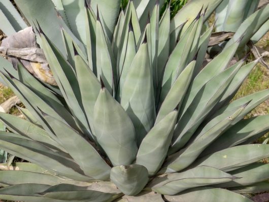 Agave 'Sharkskin' 10" Pot